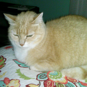 Kitty Kitty